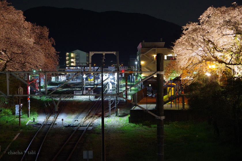 ライトアップされた桜と山北駅